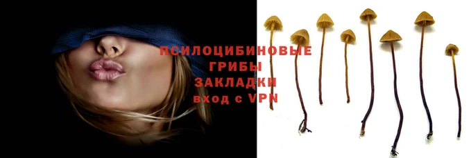 стафф Аркадак
