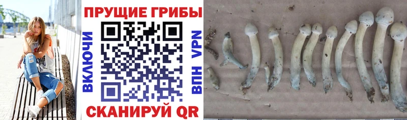 Псилоцибиновые грибы Magic Shrooms  Жуковский 